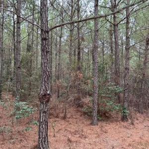 Photo #23 of 104 Ac Pope Swamp Trail, Windsor, Virginia 104.0 acres
