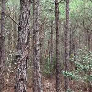 Photo #24 of 104 Ac Pope Swamp Trail, Windsor, Virginia 104.0 acres