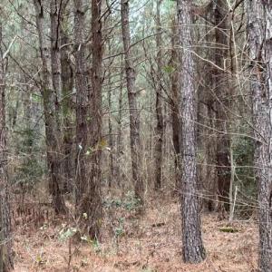 Photo #25 of 104 Ac Pope Swamp Trail, Windsor, Virginia 104.0 acres