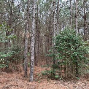 Photo #26 of 104 Ac Pope Swamp Trail, Windsor, Virginia 104.0 acres