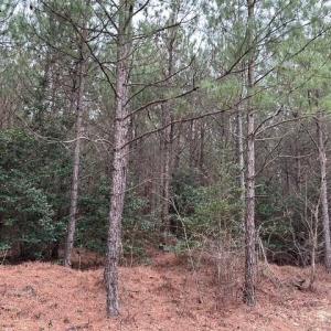Photo #27 of 104 Ac Pope Swamp Trail, Windsor, Virginia 104.0 acres