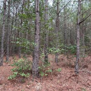 Photo #28 of 104 Ac Pope Swamp Trail, Windsor, Virginia 104.0 acres