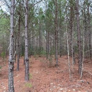 Photo #29 of 104 Ac Pope Swamp Trail, Windsor, Virginia 104.0 acres