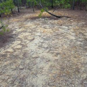 Photo #31 of 104 Ac Pope Swamp Trail, Windsor, Virginia 104.0 acres