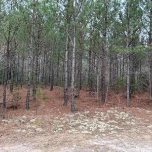 Photo #33 of 104 Ac Pope Swamp Trail, Windsor, Virginia 104.0 acres