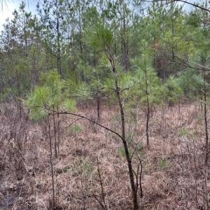 Photo #36 of 104 Ac Pope Swamp Trail, Windsor, Virginia 104.0 acres