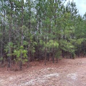 Photo #38 of 104 Ac Pope Swamp Trail, Windsor, Virginia 104.0 acres