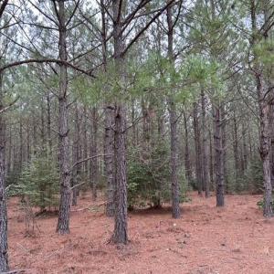 Photo #39 of 104 Ac Pope Swamp Trail, Windsor, Virginia 104.0 acres