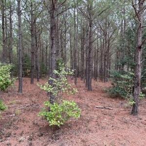 Photo #42 of 104 Ac Pope Swamp Trail, Windsor, Virginia 104.0 acres