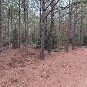Photo #43 of 104 Ac Pope Swamp Trail, Windsor, Virginia 104.0 acres