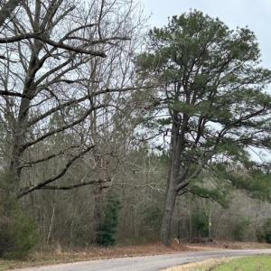 Photo #49 of 104 Ac Pope Swamp Trail, Windsor, Virginia 104.0 acres