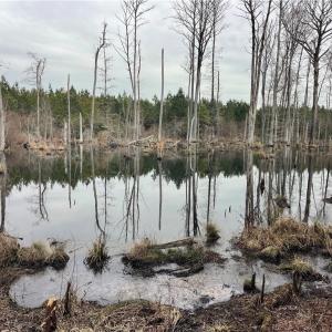Photo #9 of 104 Ac Pope Swamp Trail, Windsor, Virginia 104.0 acres