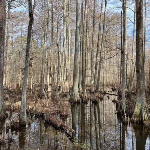 Photo #10 of 104 Ac Pope Swamp Trail, Windsor, Virginia 104.0 acres