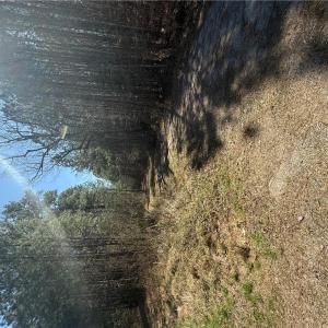 Photo #4 of 44AC Harrell Mill Rd Road, Wakefield, Virginia 44.0 acres