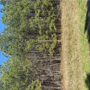 Photo #6 of 44AC Harrell Mill Rd Road, Wakefield, Virginia 44.0 acres
