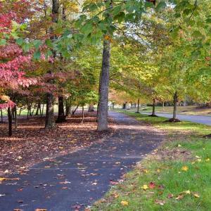 Neighborhood Trail