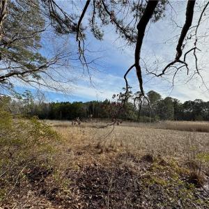 Marsh views