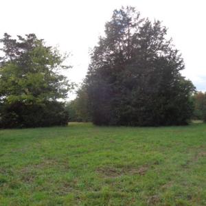 Partially cleared & Partially wooded