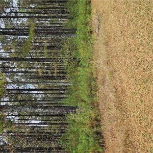 Photo #5 of 4858 Carsley Road, Waverly, Virginia 3.1 acres