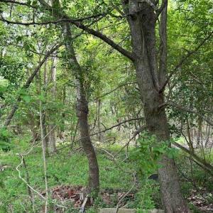 Photo #18 of 2317 Princess Anne Road, Virginia Beach, Virginia 9.7 acres