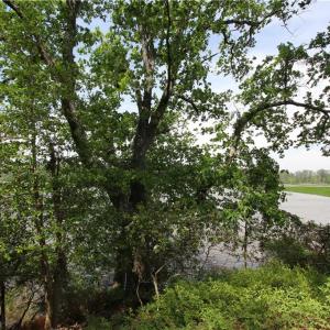 Photo #3 of 1850 John Tyler Highway, Williamsburg, Virginia 46.0 acres