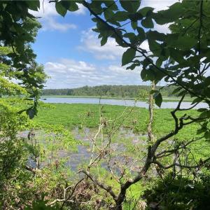 Photo #2 of 1850 John Tyler Highway, Williamsburg, Virginia 46.0 acres