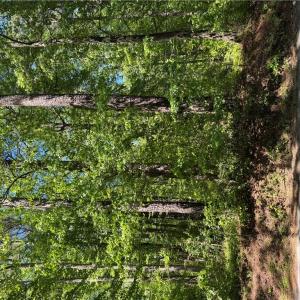 Photo #2 of Lot 80 Pughsville Road, Suffolk, Virginia 0.2 acres