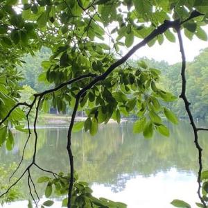 Photo #16 of 1 AC Breezy Cove, Gloucester, Virginia 1.0 acres