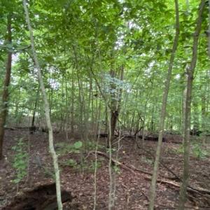 Photo #9 of 1 AC Breezy Cove, Gloucester, Virginia 1.0 acres