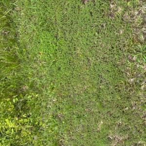 Photo #6 of Lot 1 Branch Bridge Street, Branchville, Virginia 0.6 acres