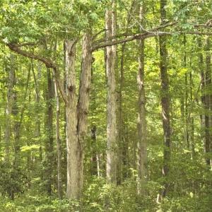 Photo #32 of 32+AC Johnstown Road, Chesapeake, Virginia 32.6 acres