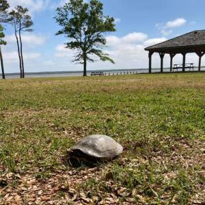 Photo #14 of 213 Martin Farm Lane, Knotts Island, North Carolina 44.4 acres