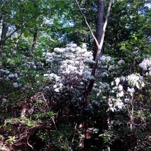 Photo #1 of 25+AC Millers Landing Road, Woods Cross Roads, Virginia 34.1 acres