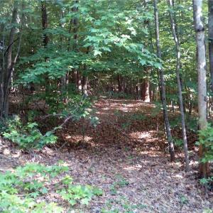 Photo #11 of 25+AC Millers Landing Road, Woods Cross Roads, Virginia 34.1 acres