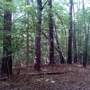 Photo #13 of 25+AC Millers Landing Road, Woods Cross Roads, Virginia 34.1 acres