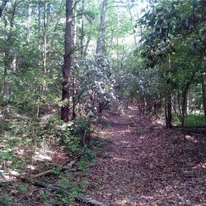 Photo #3 of 25+AC Millers Landing Road, Woods Cross Roads, Virginia 34.1 acres