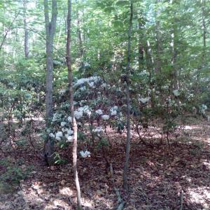 Photo #7 of 25+AC Millers Landing Road, Woods Cross Roads, Virginia 34.1 acres