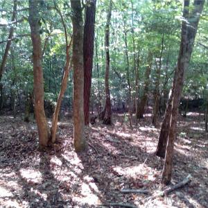 Photo #8 of 25+AC Millers Landing Road, Woods Cross Roads, Virginia 34.1 acres