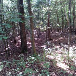 Photo #9 of 25+AC Millers Landing Road, Woods Cross Roads, Virginia 34.1 acres