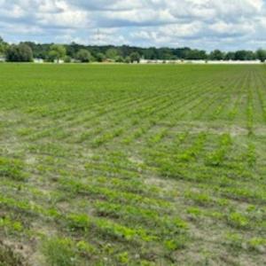 Photo #6 of 15+AC Tulls Creek Road, Moyock, North Carolina