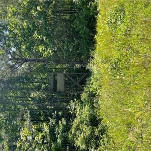Photo #8 of 406 Copeland Road, Suffolk, Virginia 33.3 acres