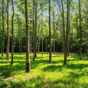 Photo #13 of 34AC Windsor Road, Dutton, Virginia 34.1 acres
