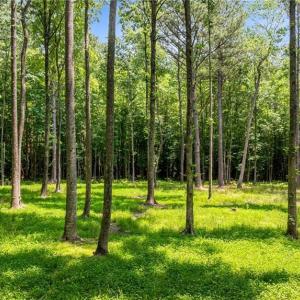 Photo #14 of 34AC Windsor Road, Dutton, Virginia 34.1 acres