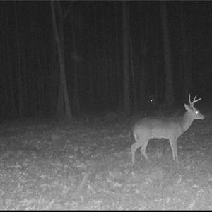 Photo #29 of 34AC Windsor Road, Dutton, Virginia 34.1 acres