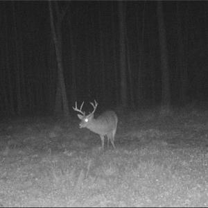 Photo #30 of 34AC Windsor Road, Dutton, Virginia 34.1 acres