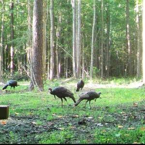 Photo #31 of 34AC Windsor Road, Dutton, Virginia 34.1 acres