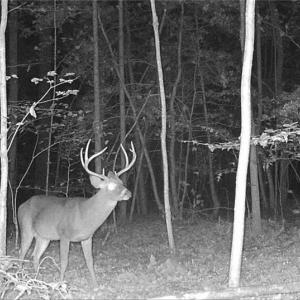 Photo #32 of 34AC Windsor Road, Dutton, Virginia 34.1 acres