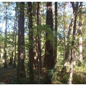 Photo #3 of 1.42A Doncaster Road, Virginia Beach, Virginia