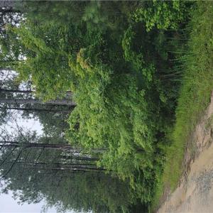Lovely wooded parcel