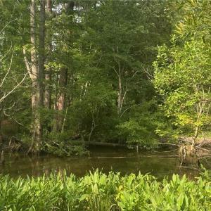 Photo #4 of 339 Neck O Land Road, Williamsburg, Virginia 2.9 acres